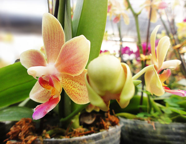 迎福纳祥(蝴蝶兰)