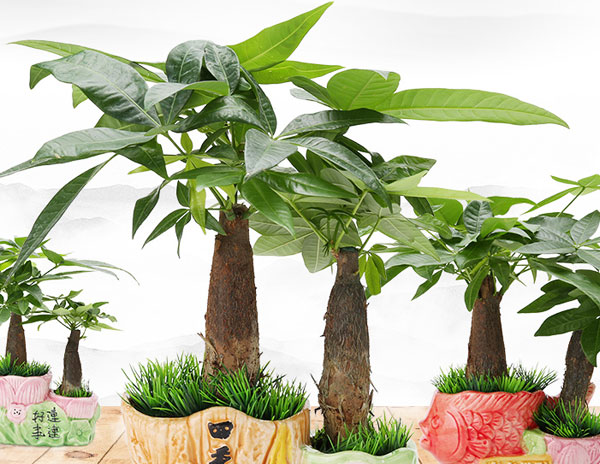 鲜花/发财树